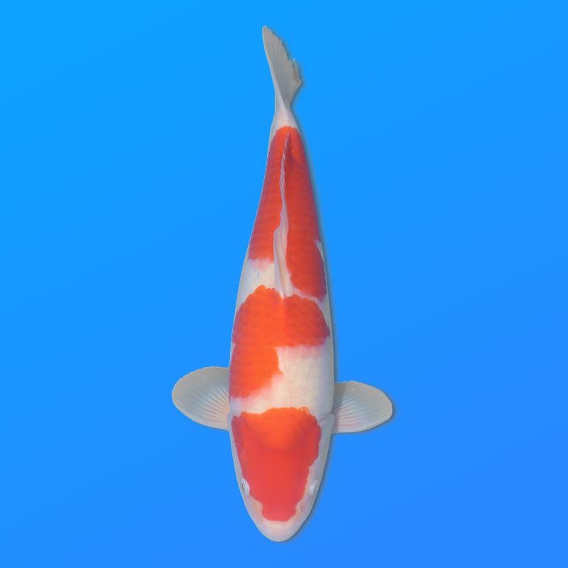 Koï Japon Kohaku mâle éleveur Himitsu 45cm