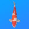 Koï Japon Kohaku mâle éleveur Himitsu 45cm