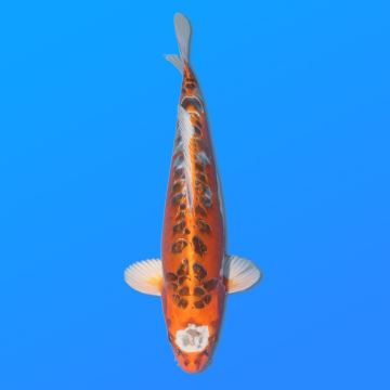 Koï Japon Doitsu Kujaku mâle éleveur Miyatora 43cm