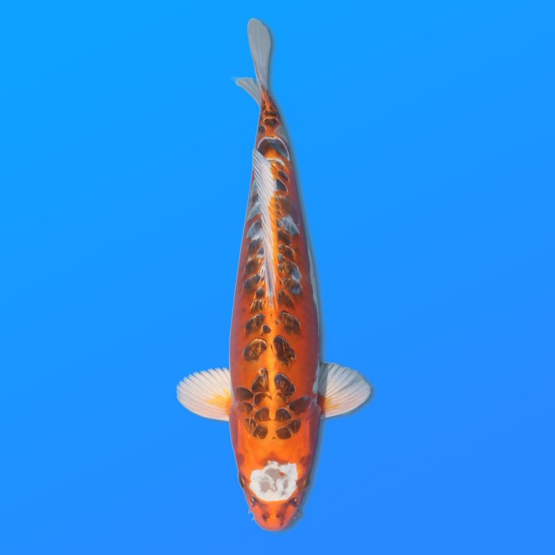 Koï Japon Doitsu Kujaku mâle éleveur Miyatora 43cm