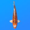 Koï Japon Doitsu Kujaku mâle éleveur Miyatora 43cm