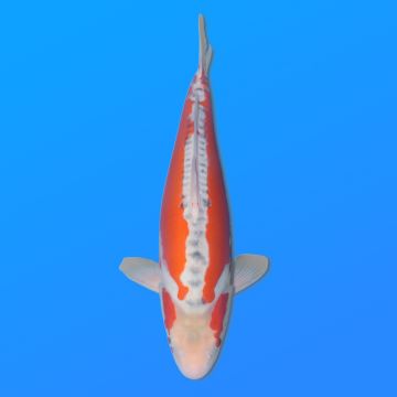 Koï Japon Shusui femelle éleveur Miyatora 43cm