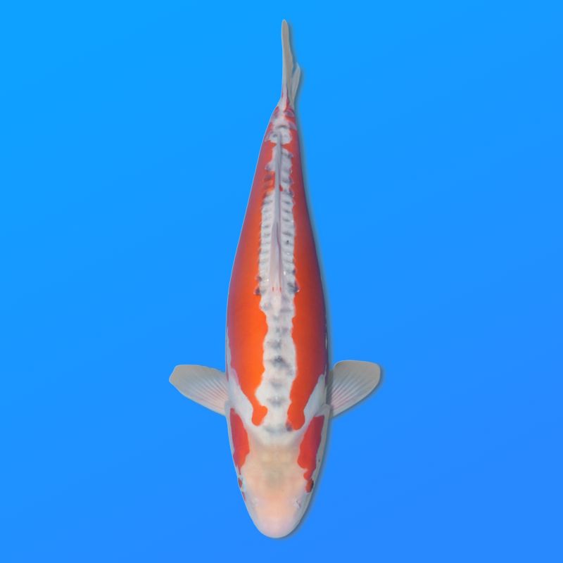 Koï Japon Shusui femelle éleveur Miyatora 43cm