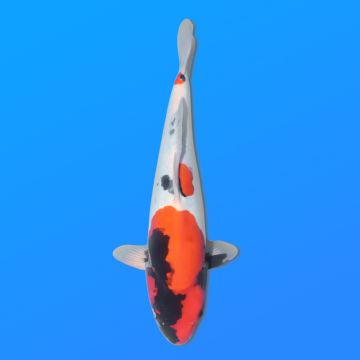Koï Japon Doitsu Showa mâle éleveur Miyatora 43cm