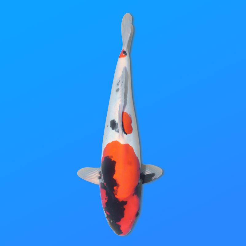 Koï Japon Doitsu Showa mâle éleveur Miyatora 43cm