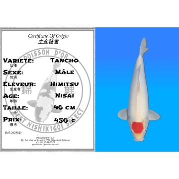 Koï Japon Tancho mâle éleveur Himitsu 46cm