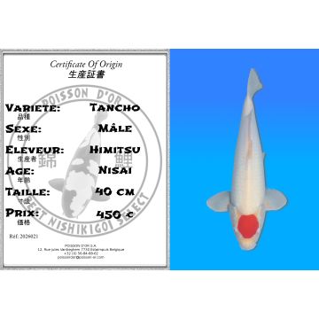 Koï Japon Tancho mâle éleveur Himitsu 40cm