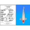 Koï Japon Tancho mâle éleveur Himitsu 40cm