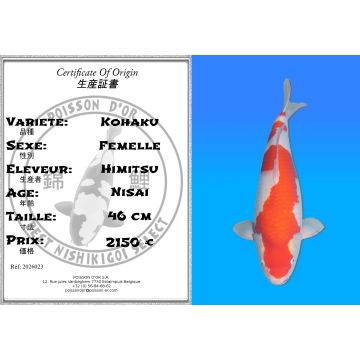 Koï Japon Kohaku femelle éleveur Himitsu 46cm
