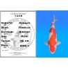Koï Japon Kohaku femelle éleveur Himitsu 46cm