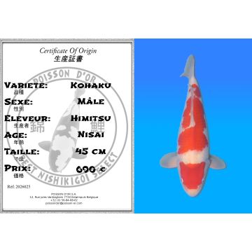 Koï Japon Kohaku mâle éleveur Himitsu 45cm