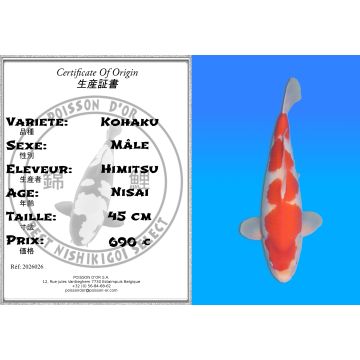Koï Japon Kohaku mâle éleveur Himitsu 45cm