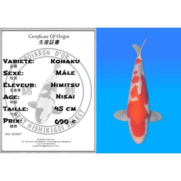 Koï Japon Kohaku mâle éleveur Himitsu 45cm