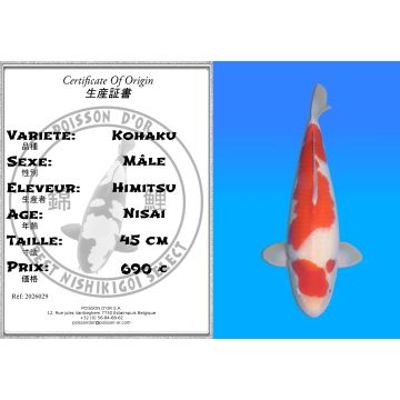 Koï Japon Kohaku mâle éleveur Himitsu 45cm