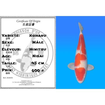 Koï Japon Kohaku mâle éleveur Himitsu 45cm