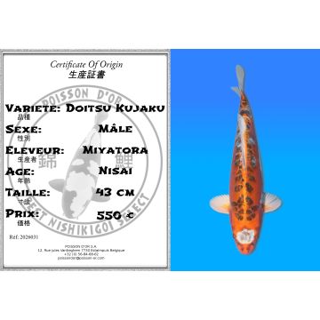Koï Japon Doitsu Kujaku mâle éleveur Miyatora 43cm