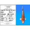 Koï Japon Doitsu Kujaku mâle éleveur Miyatora 43cm