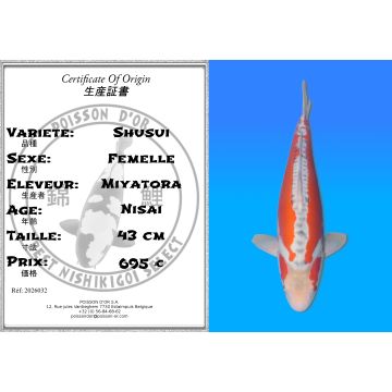 Koï Japon Shusui femelle éleveur Miyatora 43cm