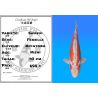 Koï Japon Shusui femelle éleveur Miyatora 43cm