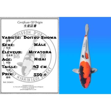 Koï Japon Doitsu Showa mâle éleveur Miyatora 43cm