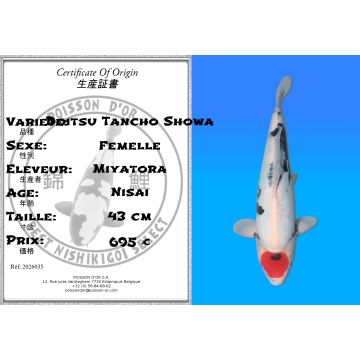 Koï Japon Doitsu Tancho Showa femelle éleveur Miyatora 43cm