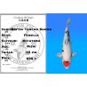 Koï Japon Doitsu Tancho Showa femelle éleveur Miyatora 43cm