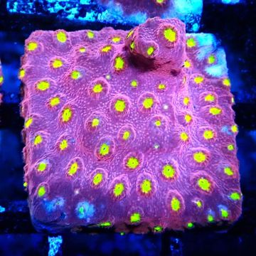 Bouture Cyphastrea 'Bling Bling'