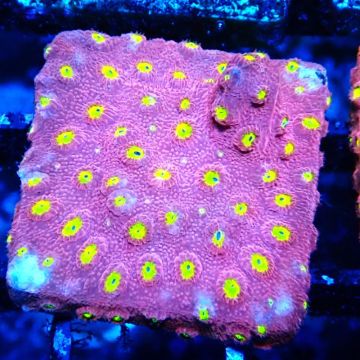Bouture Cyphastrea 'Bling Bling'