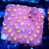 Bouture Cyphastrea 'Bling Bling'