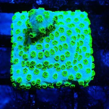 Bouture Cyphastrea 'Minefield's'