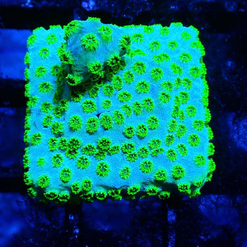 Bouture Cyphastrea 'Minefield's'
