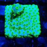Bouture Cyphastrea 'Minefield's'