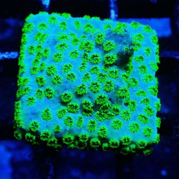 Bouture Cyphastrea 'Minefield's'