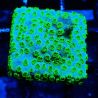 Bouture Cyphastrea 'Minefield's'