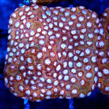Bouture Cyphastrea 'Moon Rook'