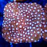 Bouture Cyphastrea 'Moon Rook'