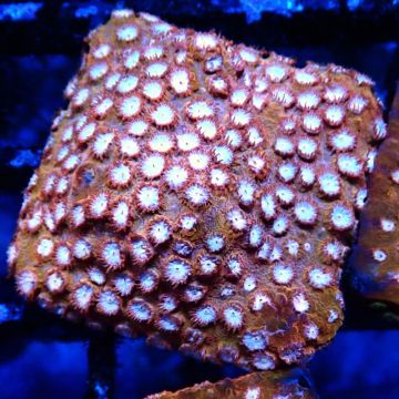 Bouture Cyphastrea 'Moon Rook'