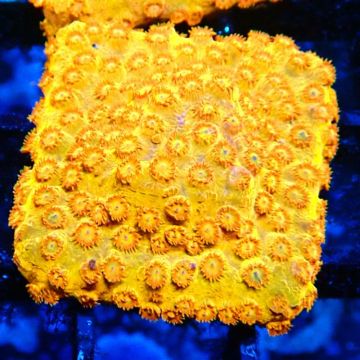 Bouture Cyphastrea 'Sunkist'