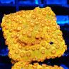 Bouture Cyphastrea 'Sunkist'