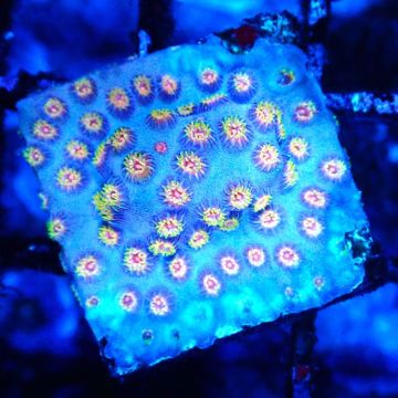 Bouture Cyphastrea 'Purple Rain'
