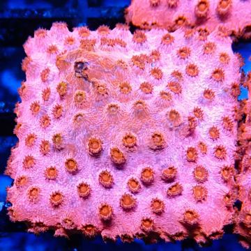 Bouture Cyphastrea 'Candyland'