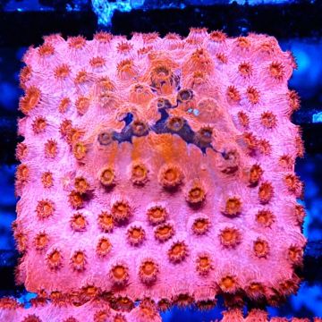Bouture Cyphastrea 'Candyland'