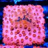 Bouture Cyphastrea 'Candyland'