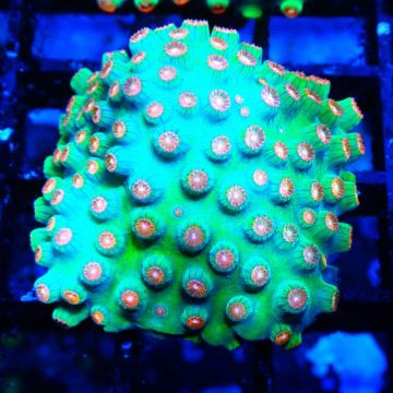 Bouture Cyphastrea 'Jingle bells'