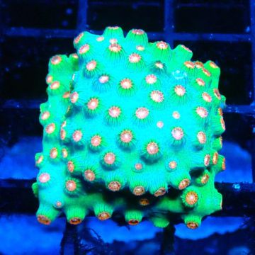 Bouture Cyphastrea 'Jingle bells'