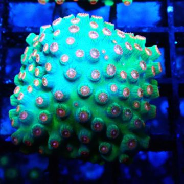 Bouture Cyphastrea 'Jingle bells'