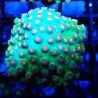 Bouture Cyphastrea 'Jingle bells'