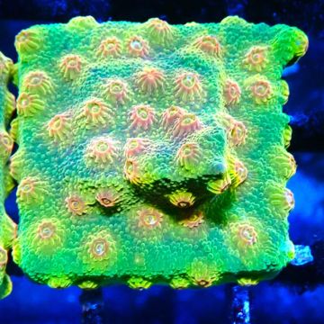 Bouture Cyphastrea 'Red Brick'
