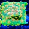 Bouture Cyphastrea 'Red Brick'