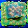 Bouture Cyphastrea 'Red Brick'